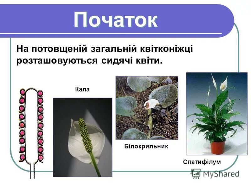 Тип соцветия початок примеры Цветок, подготовка к ЕГЭ по биологии