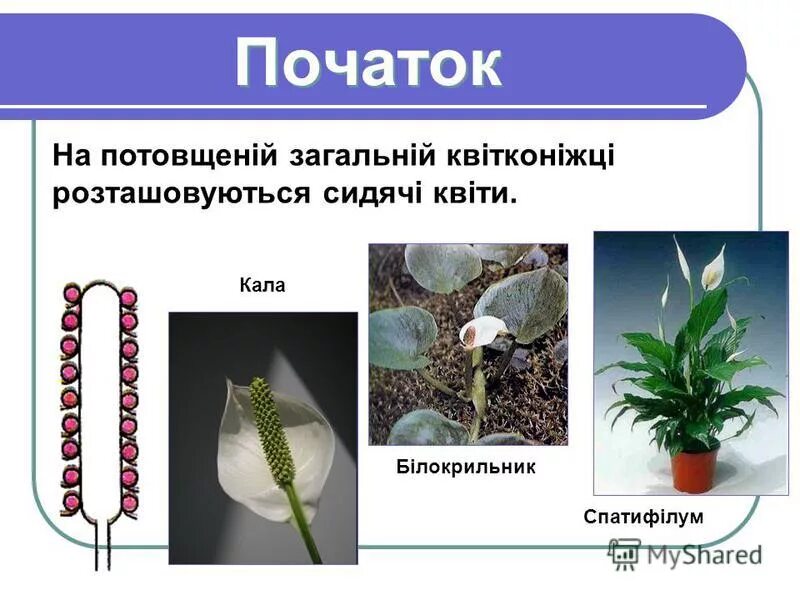 Простой початок. Соцветие початок. Простые соцветия початок. Цветы с соцветием початок. Соцветие початок примеры.