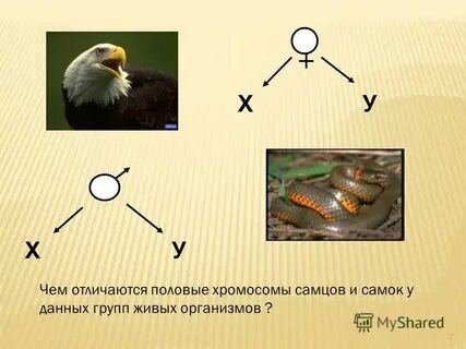 У птиц самки гетерогаметны по полу