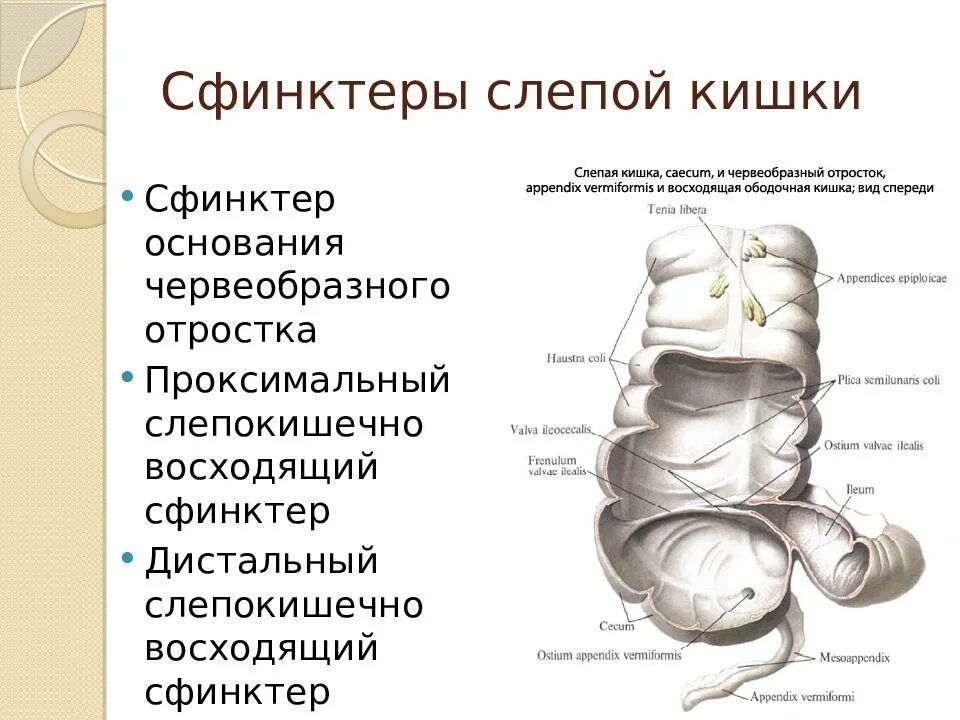 Сфинктер образован. Сфинктеры толстой кишки анатомия. сфинктеры пищеварительной системы.