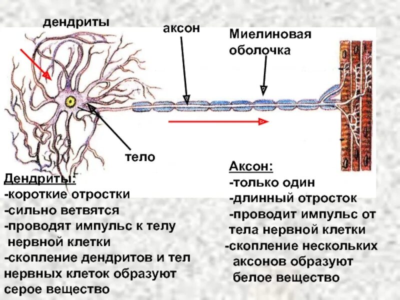 Нервные узлы и нейрон. Миелиновая оболочка нейрона. Аксоны миелиновая оболочка. Строение нейрона дендриты Аксон. Отростки нейрона: Аксон, дендриты..