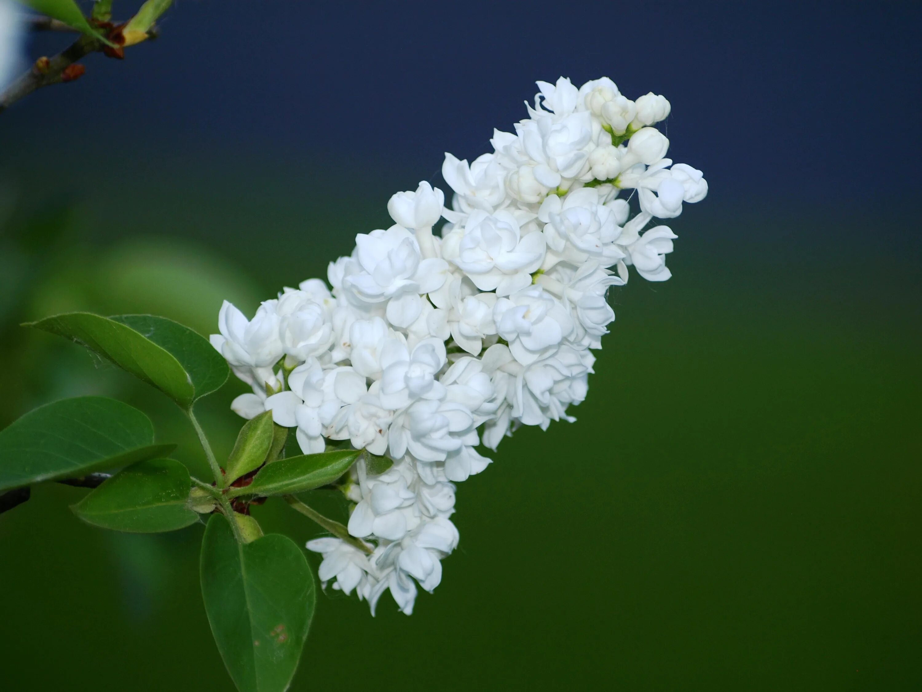 Сирень Alba-grandiflora. Трехлистная сирень. Распускается белая сирень