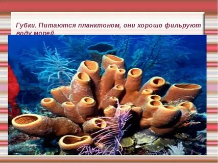 Губки рассказ