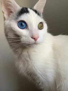 Маню коты