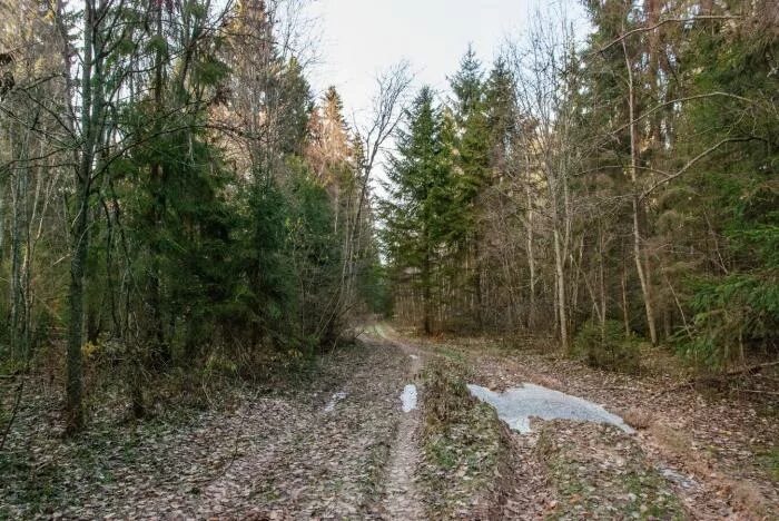 дорога на каменку. красная поляна старая дорога "верблюд". питер сланцы дорога. дорога сланцы подолешье козлов берег. старая финская дорога в кузьмолово.