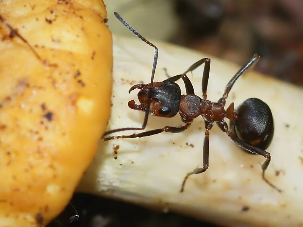 Рыжий муравей питание. Formica Rufa муравьи гнезда. Строение рыжего лесного муравья. Рыжий Лесной муравей укус. Красные муравьи с Formica.