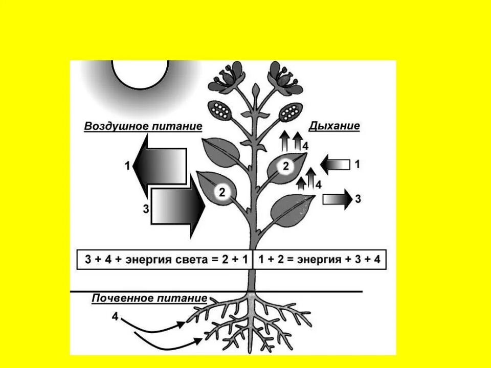 Схема процесса дыхания растения. Процессы происходящие в растениях. Обмен веществ у растений. Схема обмена веществ у растений.