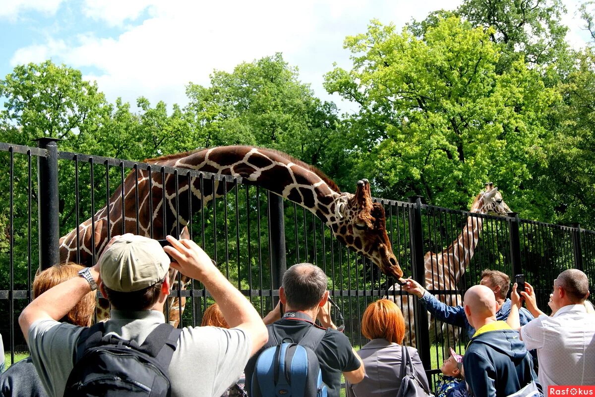 Достопримечательности калининграда зоопарк. Зоосад берлин. Зверинец в городе. Калининград зоопарк калининграда. Зоопарк в городе липецке.