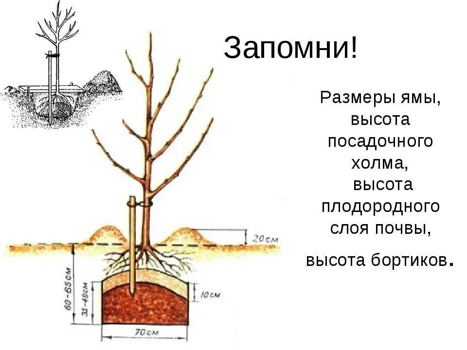 Когда пересаживать вишню весной. Правильная посадка саженцев яблони. посадка саженца яблони. посадка яблони весной саженцами. схема посадка саженца плодовых деревьев.