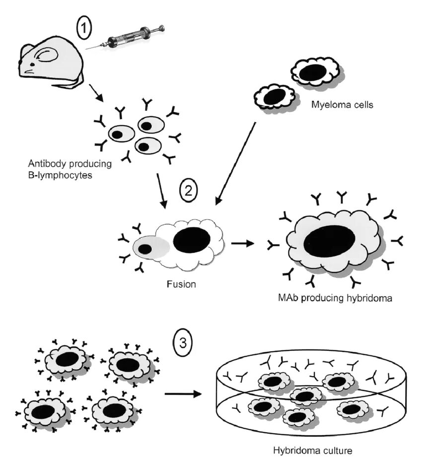 Этапы получения гибридом. Схема.. Гибридомная технология схема. Гибридомные клетки. Гибридомы это микробиология. Для гибридом используются