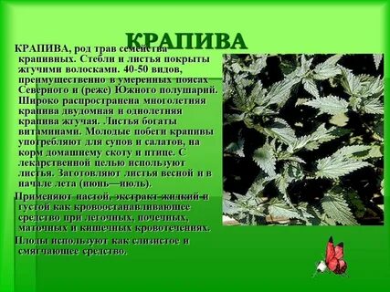 Текст о любом растении