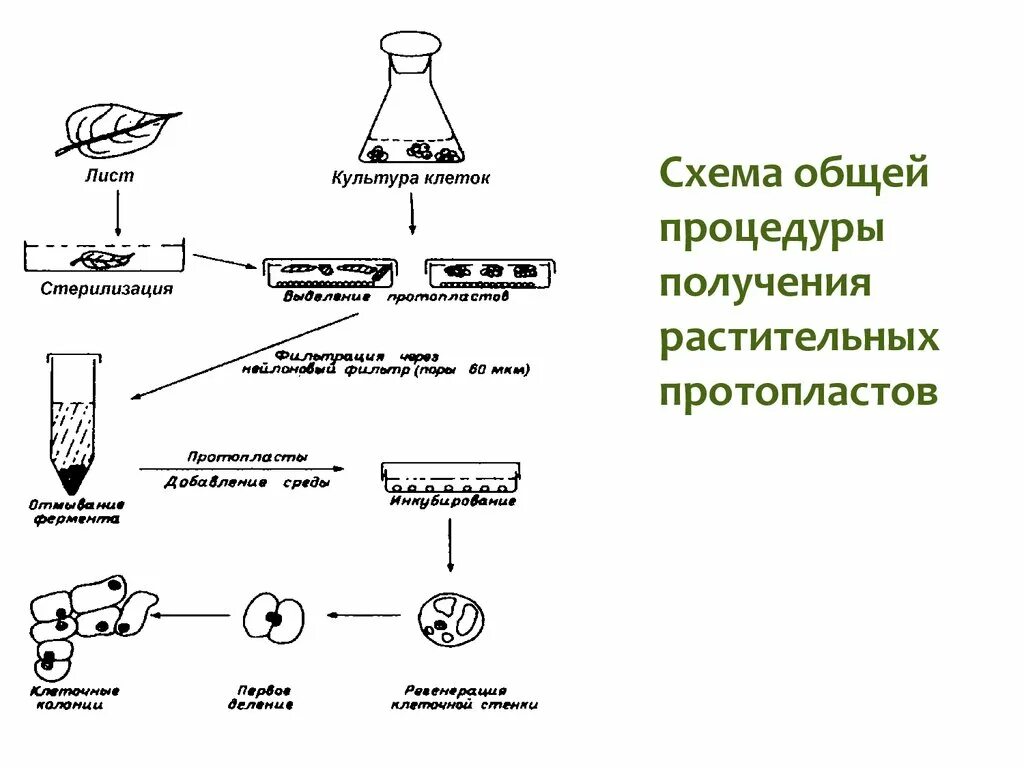 Биотехнология гибридизация. Схема получения и культивирования протопластов. Схема получения и культивирования протопластов из клеток растений. Протокол выделения протопластов растений. Деление протопластов.