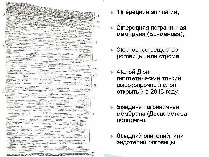 Слои роговицы глаза 6 слоев. Роговица глаза боуменова мембрана гистология. Передняя Пограничная мембрана (боуменова). Слои роговой оболочки.