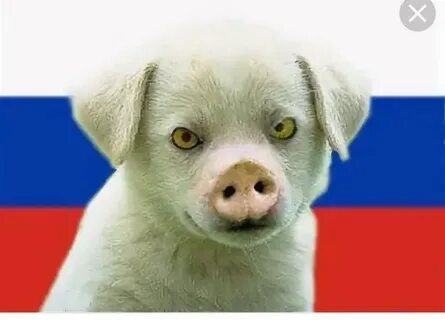 Свинособака