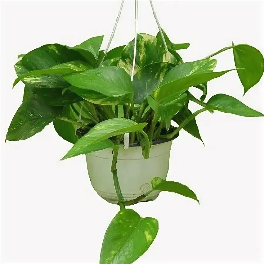 MY NEW INDOOR PLANTS Minimalist bedroom decor, Modern minimalist bedroom, Minima