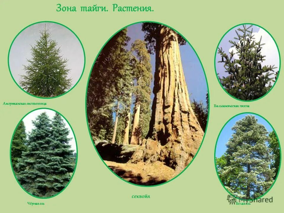 природные зоны тайги 8 класс. природные зоны тайги 8 класс. доклад о тайге. тайга презентация. что такое тайга кратко.