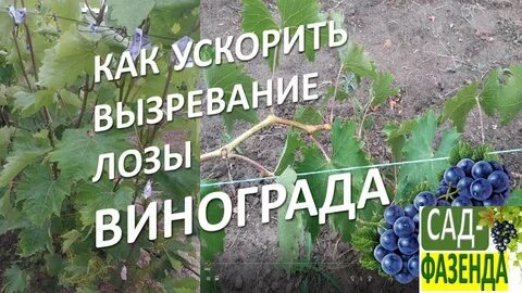 Как ускорить созревание винограда