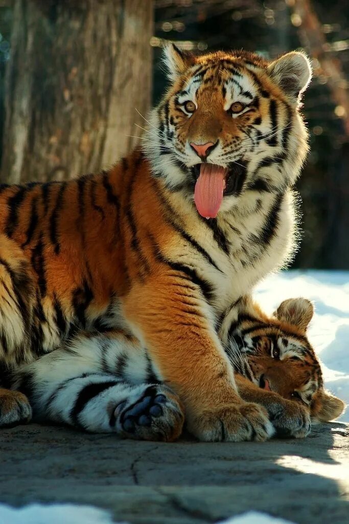 Тайгер видео. Уссурийский тигр. Амурский тигр. Тигр с тигренком. Уссурийский тигр с тигрятами.