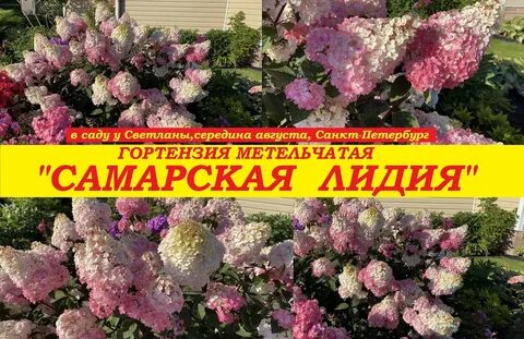 Самарская лилия фото и описание