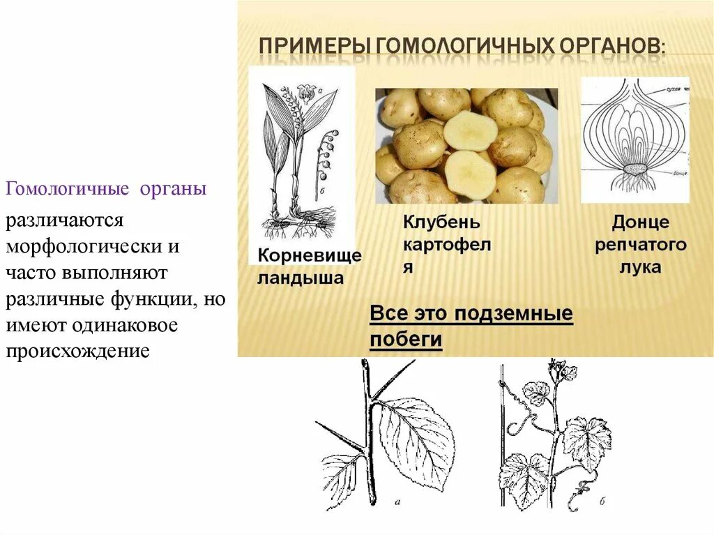 Клубень картофеля и ус земляники. Гомологичные органы. Гомологичные органы растений. Гомологичные органы растений примеры. Гомологичные ОРГАНЫОРГАНЫ.