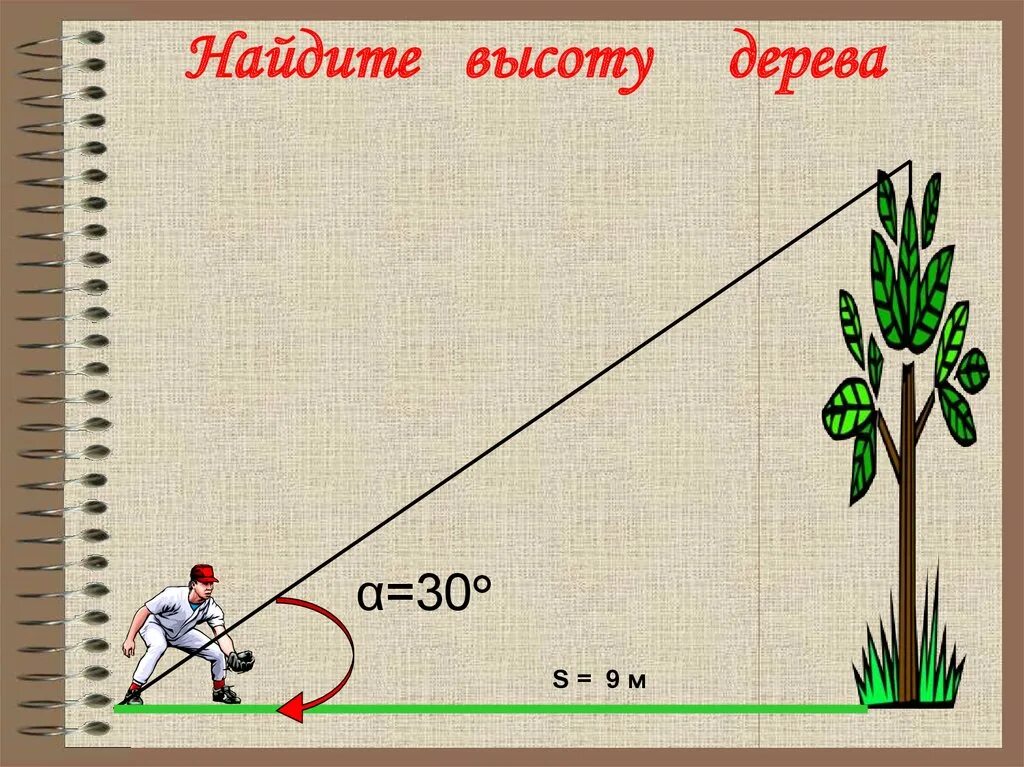 Найдите высоту дерева. Найти высоту дерева. Как узнать высоту дерева. Как вычислить высоту дерева. Используя рисунок найди значение ht