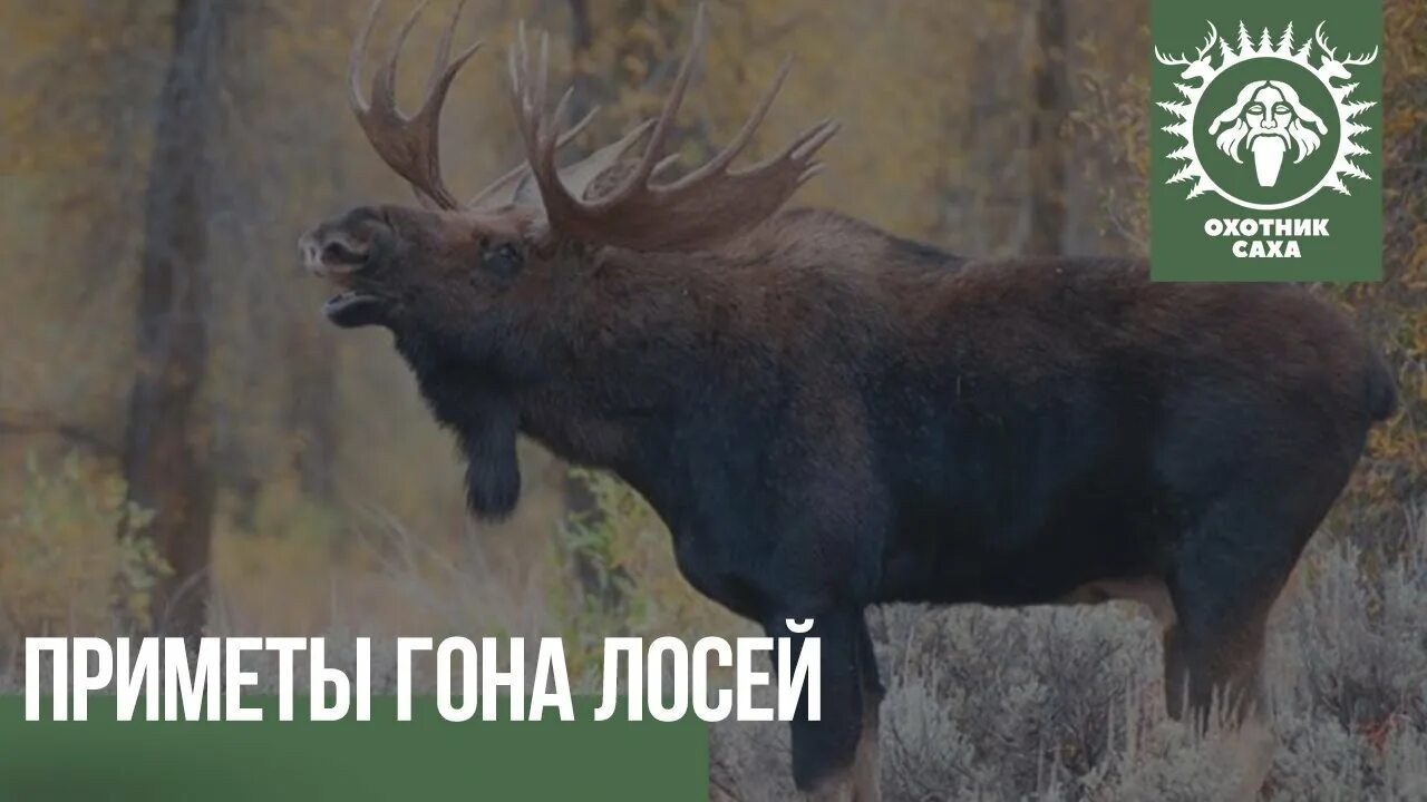 Голос лося. Звуки оленя. Голос лося. Ревущий лось. Лосиный гон.