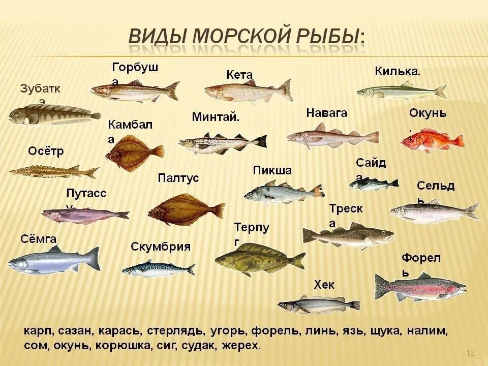 Рыбы похожие на буквы. Морская рыба список для еды. Разновидности рыб морских. Название рыб. Морская рыба названия для еды.