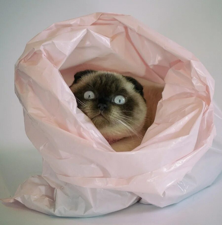 кот в мешке. пакет с котятами. кот в мешке. кот в мешке. кот с мешком подарков.