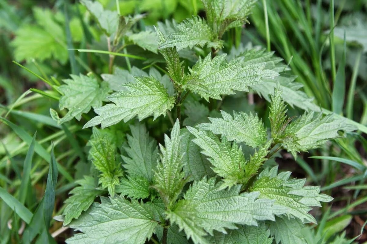 Крапива двудомная свойства. Крапива двудомная. Крапива двудомная (Urtica dioica). Urtica angustifolia крапива узколистная. Крапива Киевская (Urtica Kioviensis).