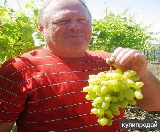 Виноград саженцы ростов на дону. Виноград талисман. Вегетирующие саженцы винограда. Виноград сувенир. Питомник винограда.