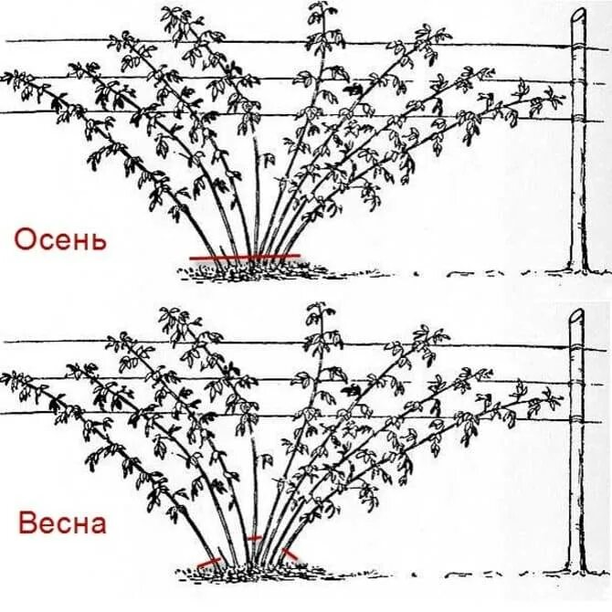 Схема обрезки ремонтантной малины осенью. Схема обрезки ремонтантной малины весной. Схема посадки ремонтантной малины. Схема обрезки ремонтантной малины. Подрезка малины весной