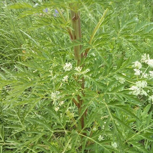 Pleurospermum uralense - Изображение особи - Плантариум