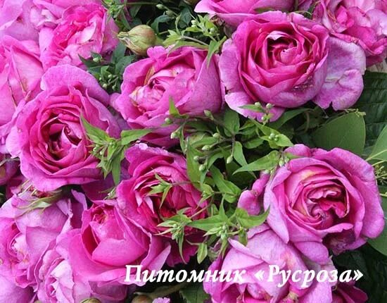 Роза кармен вюрт описание отзывы фото и видео - photopendel.ru