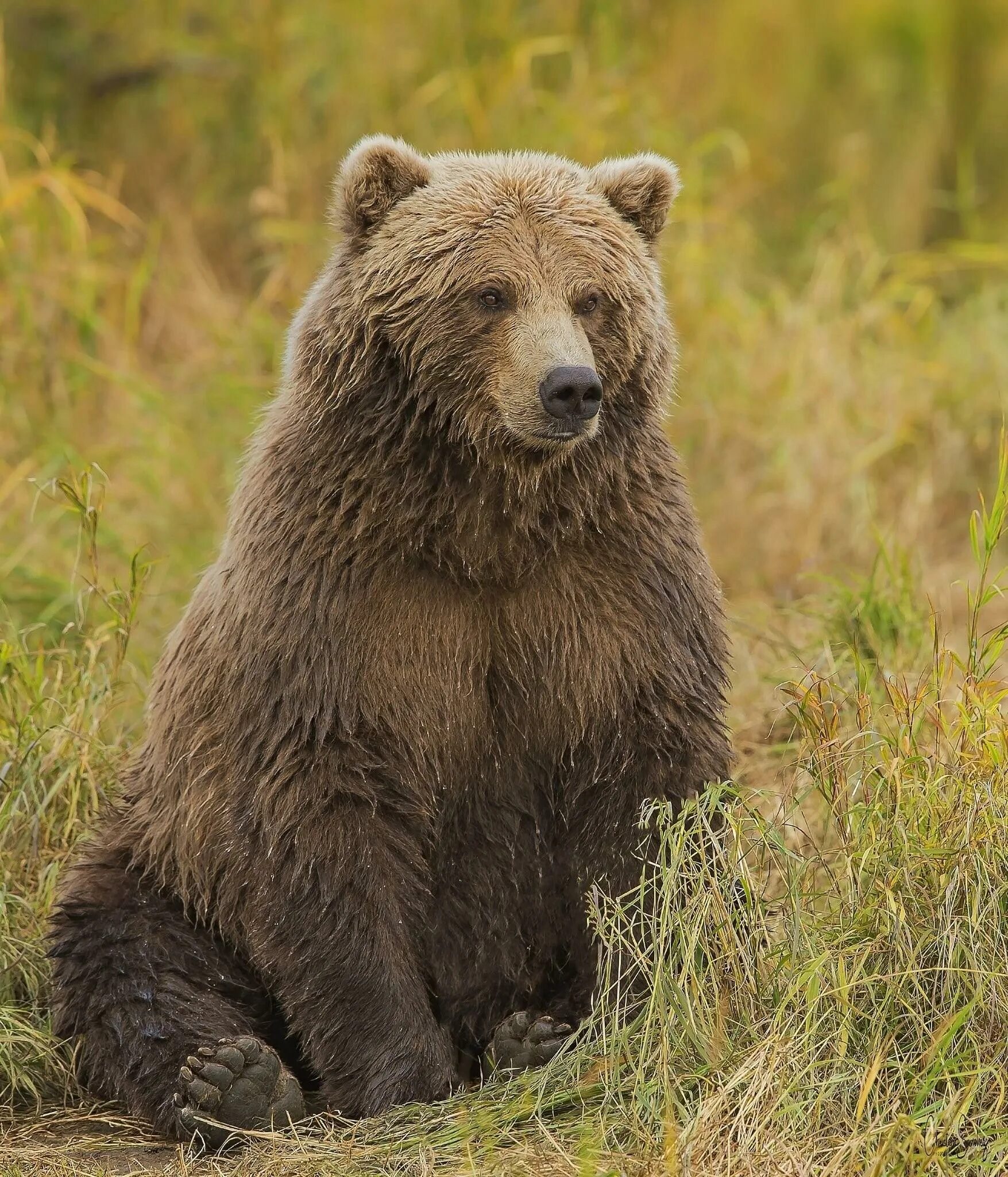 Бурый медведь тело. Гризли североамериканский бурый медведь. Гризли Grizzly, Гризли, медведь.. Канадский медведь Гризли. Уссурийский бурый медведь.