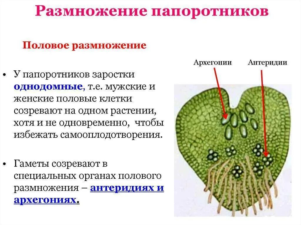 Способы размножения папоротников. Схема полового размножения папоротника. Схема размножения папоротника 6. Способы размножения папоротниковидных.