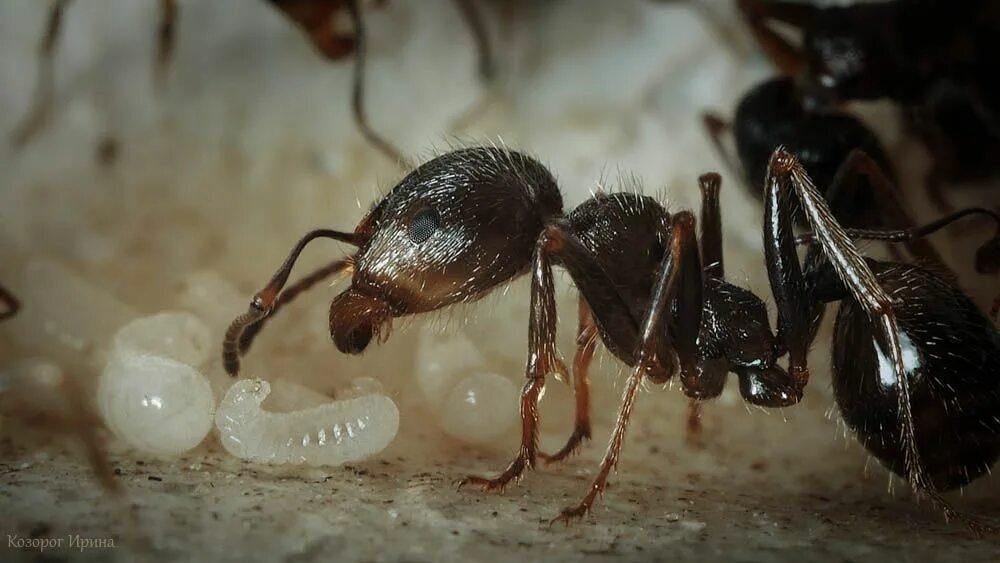 Какое развитие у муравьев. Муравьиная Королева матка. Муравей хитин. Муравей Королева матка. Фараоновые муравьи Муравейник.