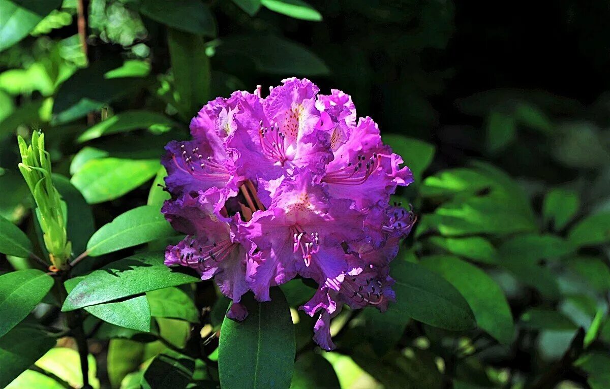 Рододендрон сканворд 6. Рододендрон в абхазии в сентябре. Рододендрон отечественной селекции. Рододендрон сцинциллейшн. Рододендрон фишт.
