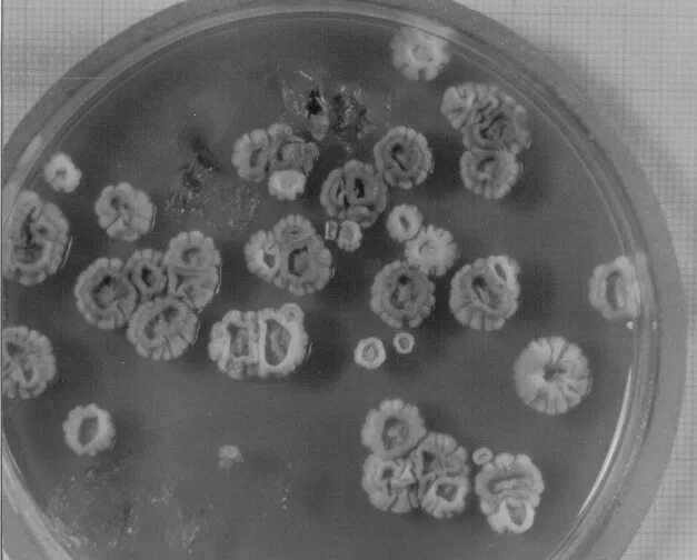 Грибы в биотехнологии. Плесневого грибка рода Penicillium. Penicillium crustosum Ермольева. Пенициллин микробиология. Penicillium funiculosum под микроскопом.