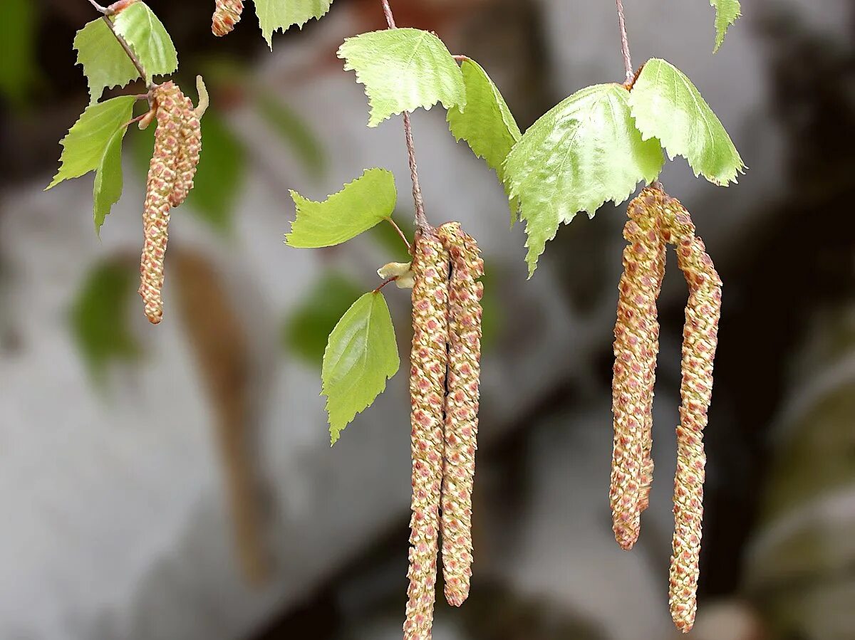 Березовая пыльца. Ветроопыляемые растения береза. Betula pendula пыльца вид. Пыльца березы. Березовые сережки ветроопыляемые цветы.