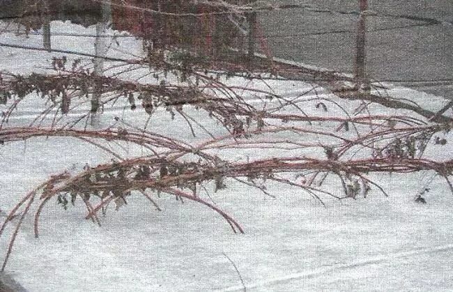 Уход за ежевикой осенью, подготовка к зиме, правила и сроки обрезки, внесение по