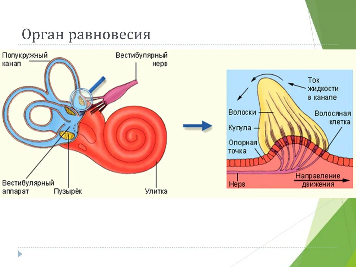 Орган равновесия вестибулярный. Внутреннее ухо вестибулярный анализатор анатомия. Строение вестибулярного аппарата схема. Вестибулярная сенсорная система строение. Строение внутреннего уха отолитовый аппарат.