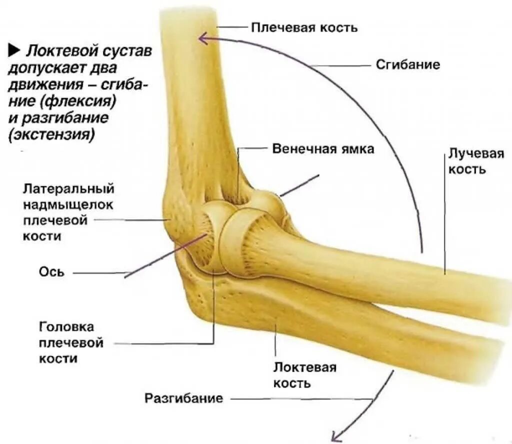 Связки локтя. Анатомическое строение локтевого сустава. Локоть строение костей и суставов. Анатомия костей локтевого сустава. Локтевой сустав плечелоктевой сустав.