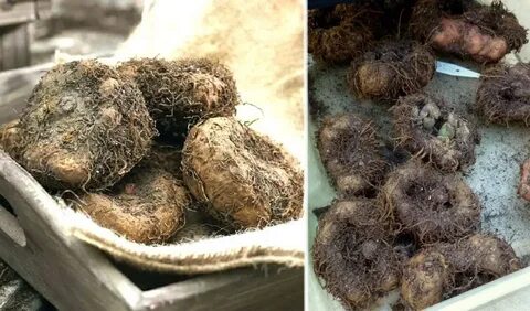 Бегония клубневая клубни