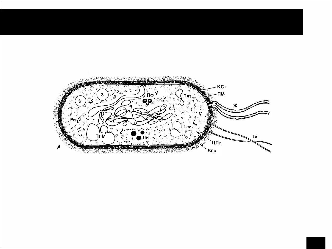 Клетка бактерии рисунок для 5 класса биология. Рисунок бактериальной клетки 5 класс биология. Строение бактериальной клетки егэ рисунок. Строение бактериальной клетки рисунок. Строение бактериальной клетки микробиолр\огия воробьев.