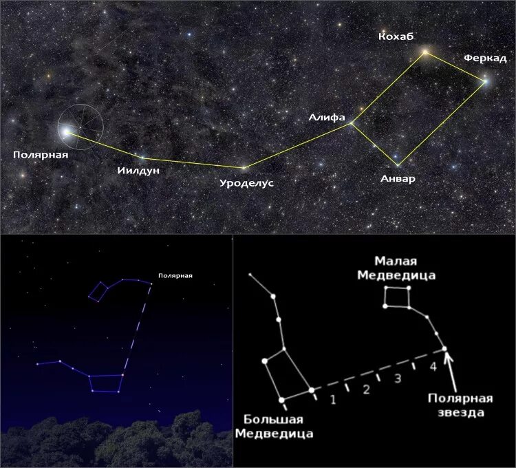 Зона северная звезда где находится в россии. Большая Медведица и Полярная звезда. Созвездие большой медведицы и Полярная звезда на небе. Полярная звезда по Ковшу большой медведицы. Малая Медведица и Полярная звезда.
