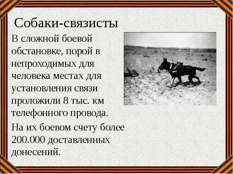 Собаки которые участвовали в Великой Отечественной войне 1941. Собаки герои Великой Отечественной войны 1941-1945 и их подвиги рассказы. Имена собак героев в Великой Отечественной войне. Собаки на войне.