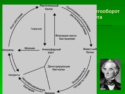 Фиксация атмосферного азота