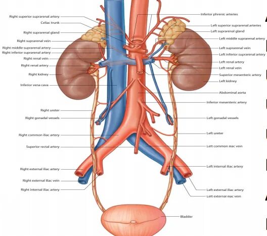 Вена артерия мочеточник. Кровоснабжение почек анатомия вены. Кровоснабжение почек артерии. Кровоснабжение почки почки анатомия. Почечная артерия и почечная Вена.
