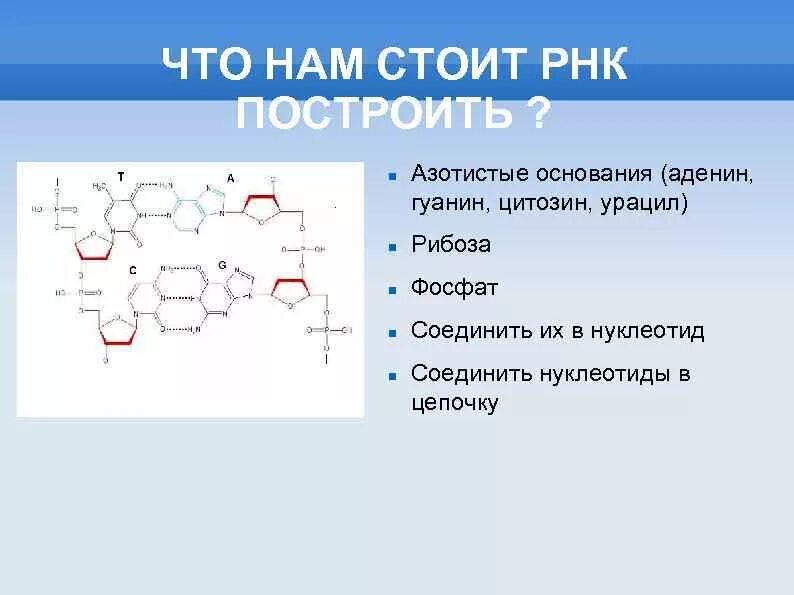 Гуанин рибоза. Азотистые основания нуклеотидов. Гуанин и рибоза. Нуклеотид с урацилом. Аденин рибоза.