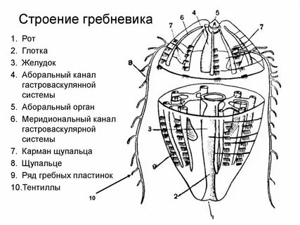 Строение гребешка